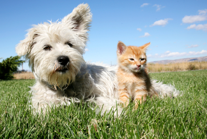 iStock_000008828907XSmall.jpg